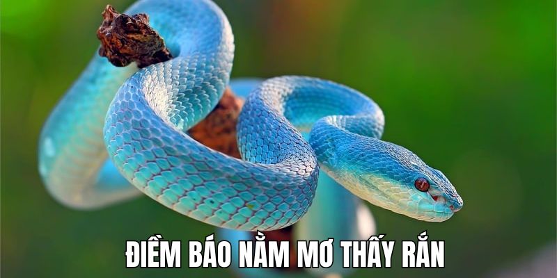 Giải mã những giấc mộng liên quan đến việc mơ thấy rắn