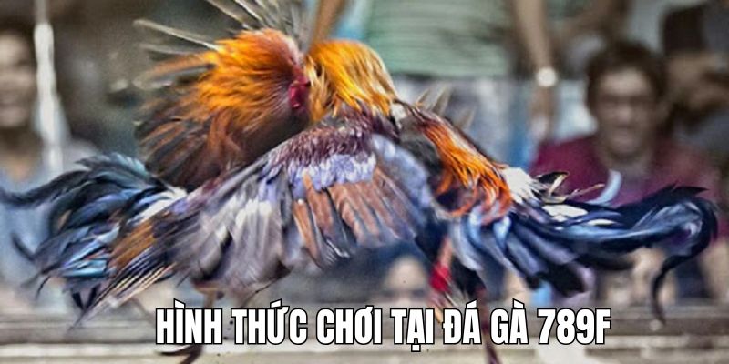 Điểm qua một số loại hình đá gà 789F hấp dẫn