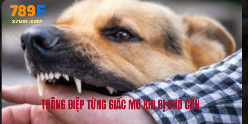 Thông điệp sau từng giấc mơ thấy vật trung thành cắn