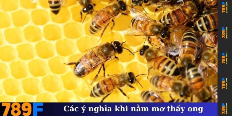 Các ý nghĩa khi nằm mơ thấy ong